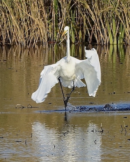 great white egret
